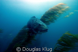 The Magestic One.
Black Sea Bass (or Giant Sea Bass) at ... by Douglas Klug 